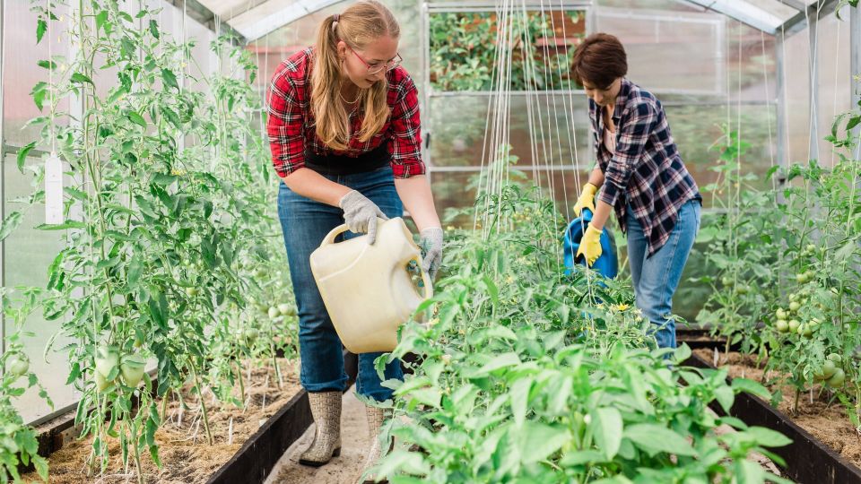 Урожай огурцов будете собирать аж до заморозков: полейте их в августе вот чем