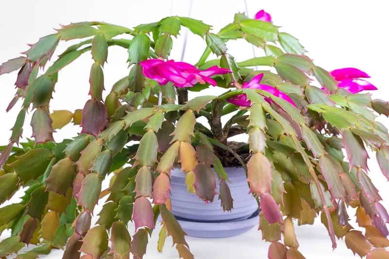 Секреты успешного цветения декабриста: как добиться красоты и обилия цветков