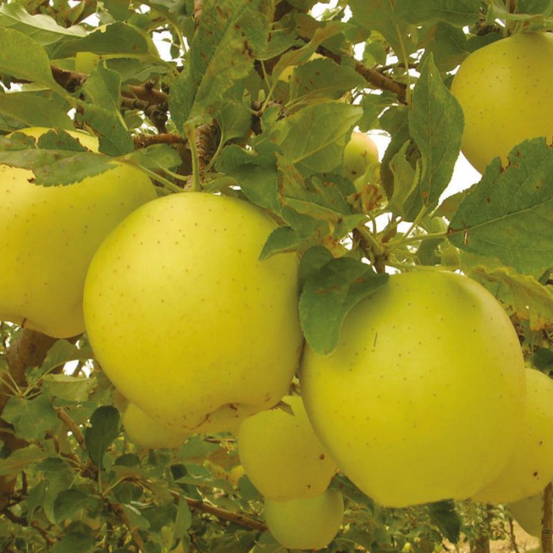 Голден за золотыми яблоками: раскрываем тайны различных сортов