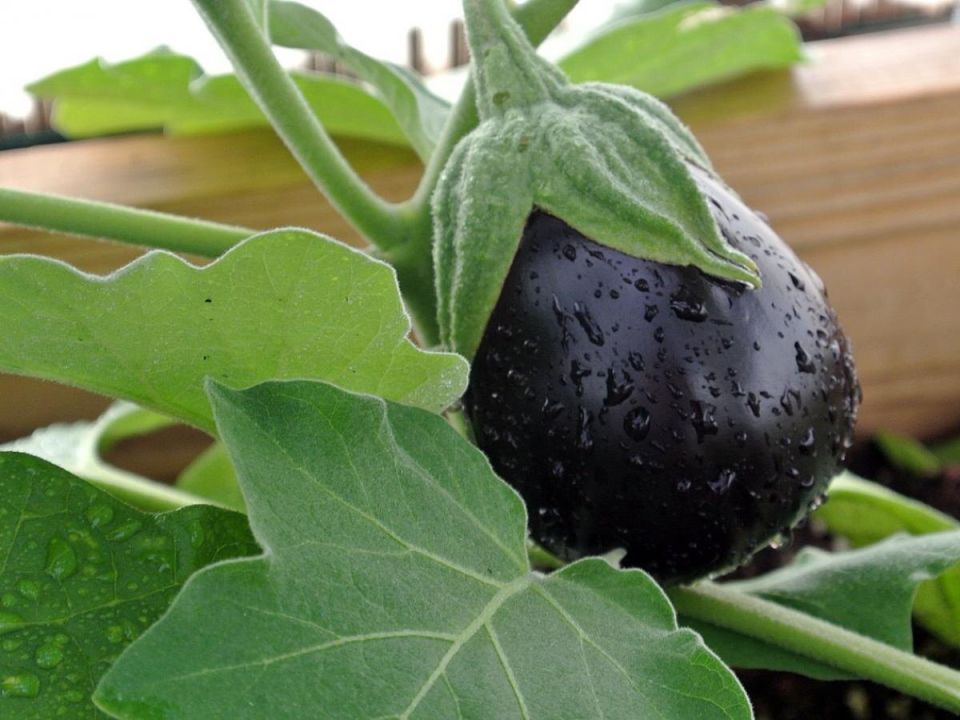 Удивительное применение зубной пасты в садоводстве