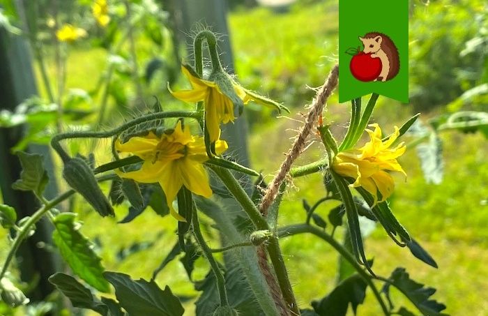 Как добиться богатого урожая помидоров: три важные процедуры во время цветения