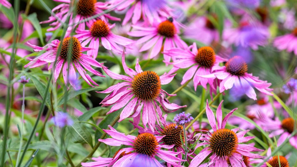 Эхинацея: секреты пышного цветения и советы по уходу за этим уникальным растением