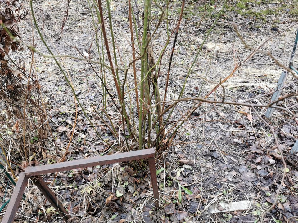 Зимняя пересадка роз: смелый шаг к новым вершинам