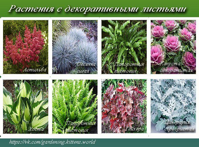 10 простых шагов к идеальному цветнику: как создать цветущий уголок в своем саду