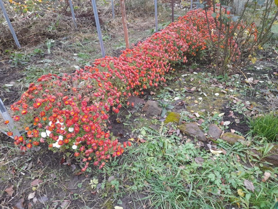 Как сохранить хризантемы зимой: проверенные методы для крепкого цветения