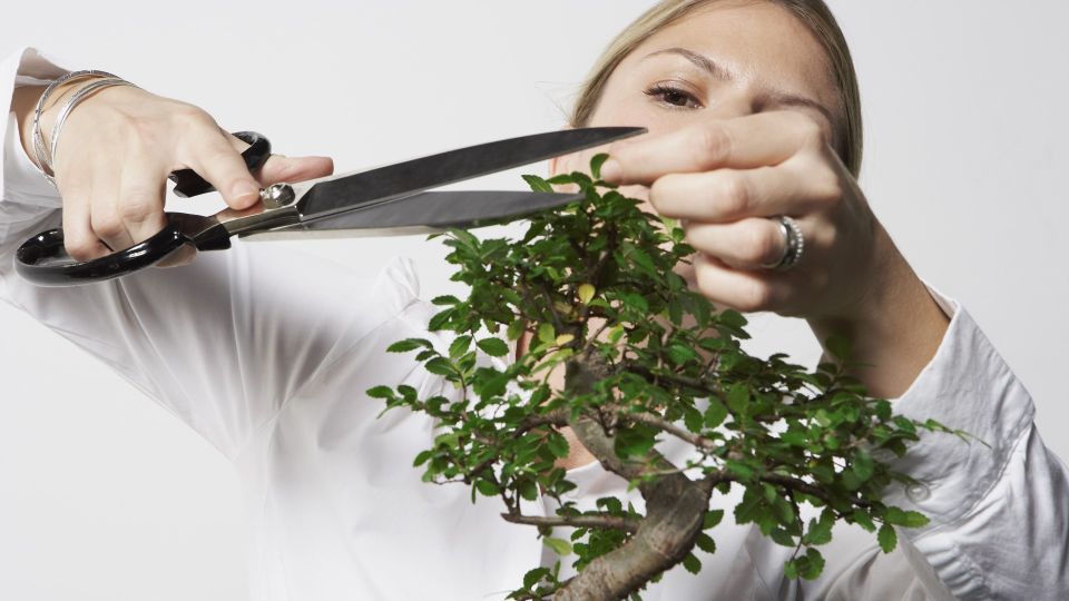 Не проморгайте момент: вот когда лучше всего обрезать дачные деревья