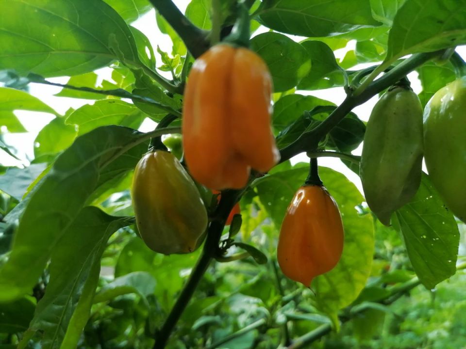 Январь: время для сева и посадок – что выбрать в начале года