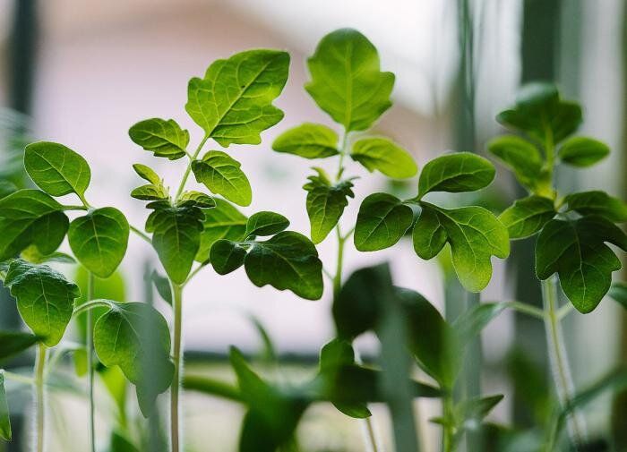 Секреты успешного полива томатов в теплицах