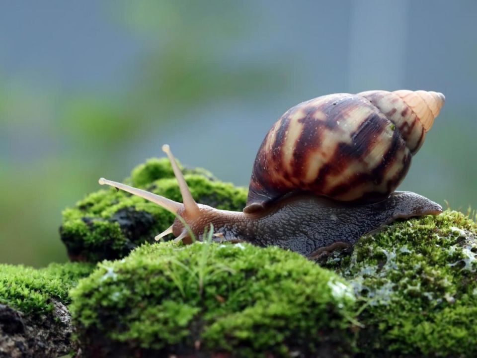 Как медная лента помогает защитить ваши растения от испанских слизней
