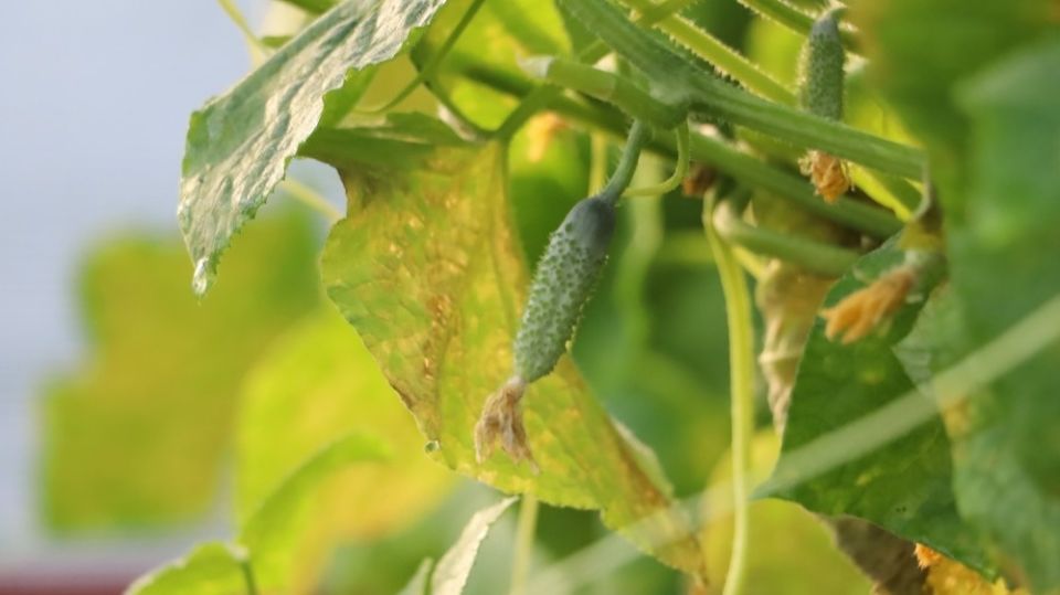 Проблемы с огурцами в июле: причины и решения