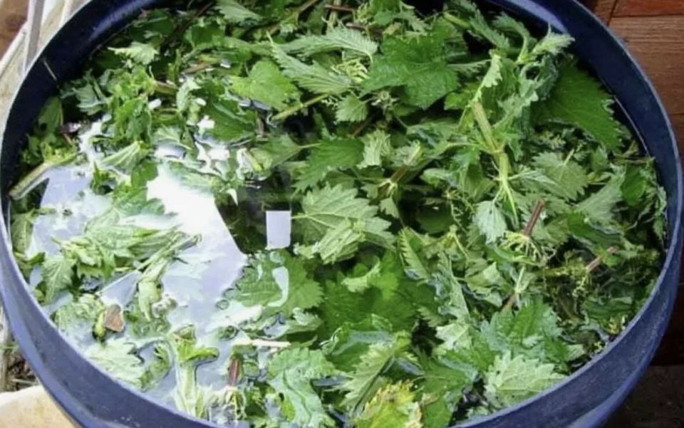 Натуральные подкормки для огорода: секреты для яркого урожая в июне