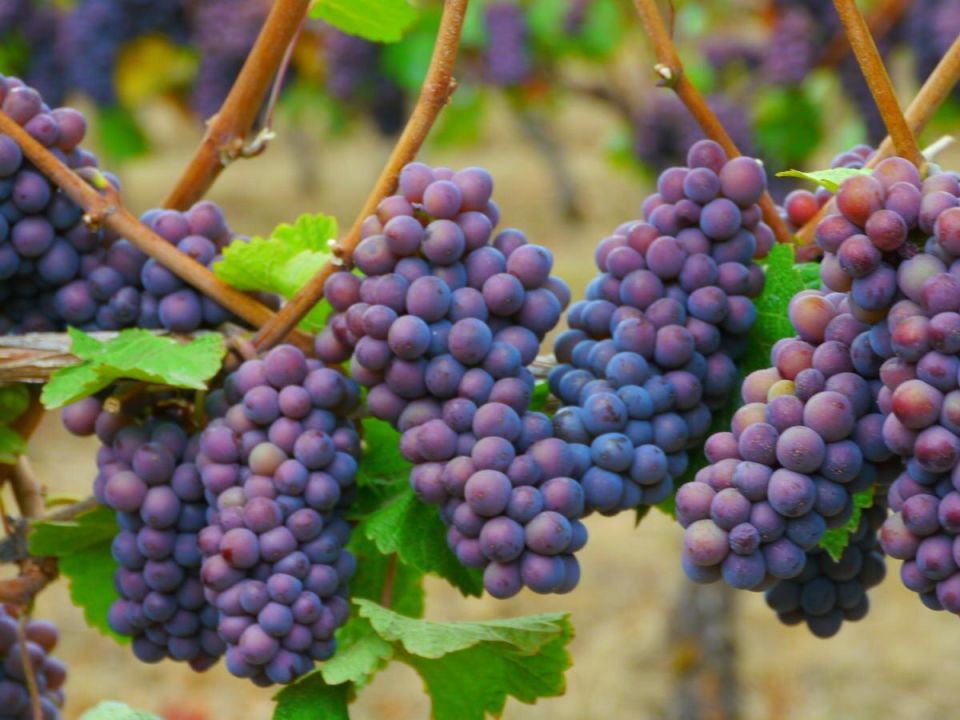 Как спасти виноград от гнили: советы для виноскладчиков