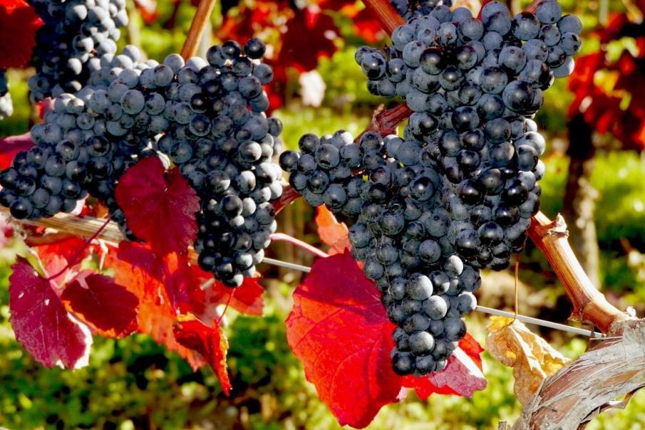 Плодородие и красота вашего виноградника: как выбрать идеальную формировку