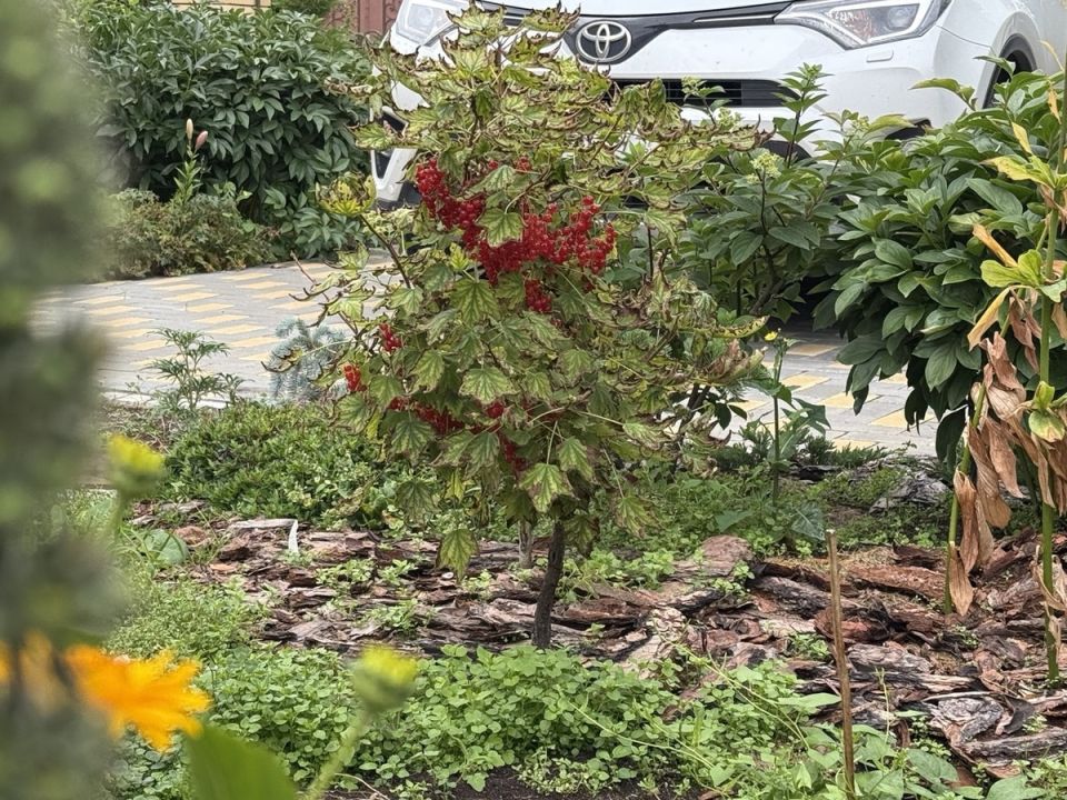 Эволюция красной смородины в штамбовой форме