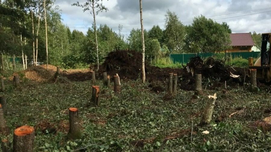 Как законно убирать деревья на своем участке: советы экспертов