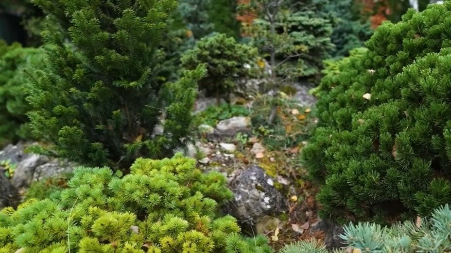 Преображение сада: Как хвойные растения забыли о камнях и распустились под корой