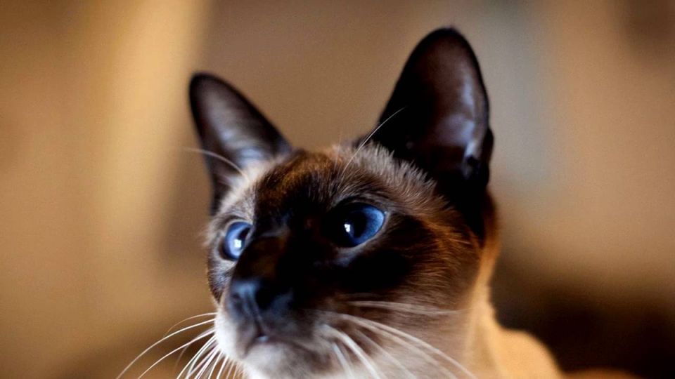 Кошачьи характеры: 5 пород, которые удивят своей мстительностью и независимостью