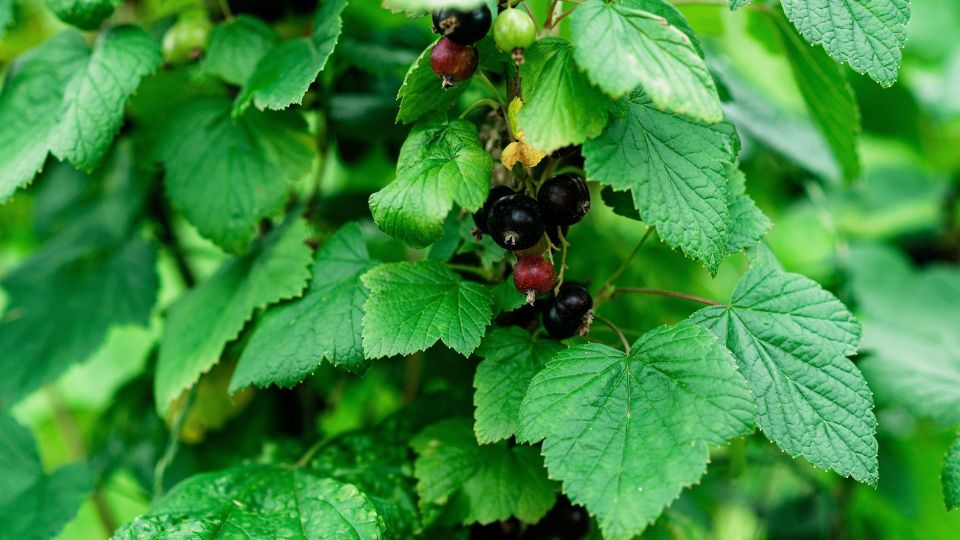 Листья смородины для чая собирайте только так: иначе ароматного напитка вам не видать