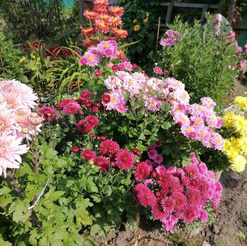Почему хризантемы — идеальный выбор для вашего сада