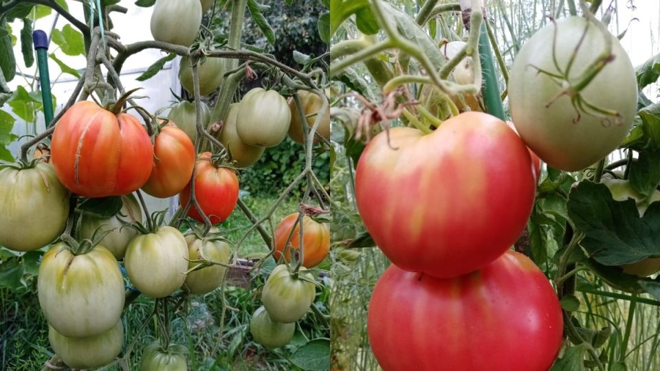 Как достичь идеальных томатов: секреты успешного урожая