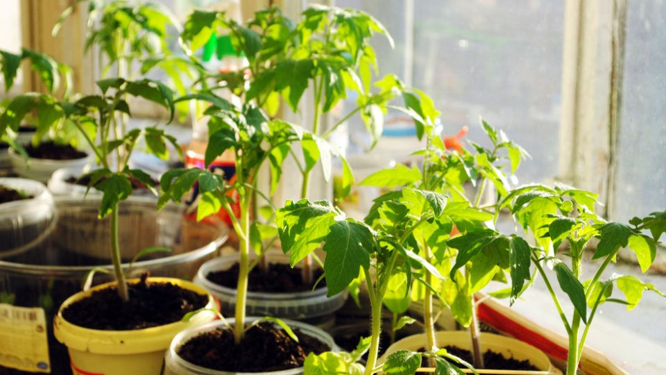 ��� ��������� ������� ������� �������: ������� �������� ��������