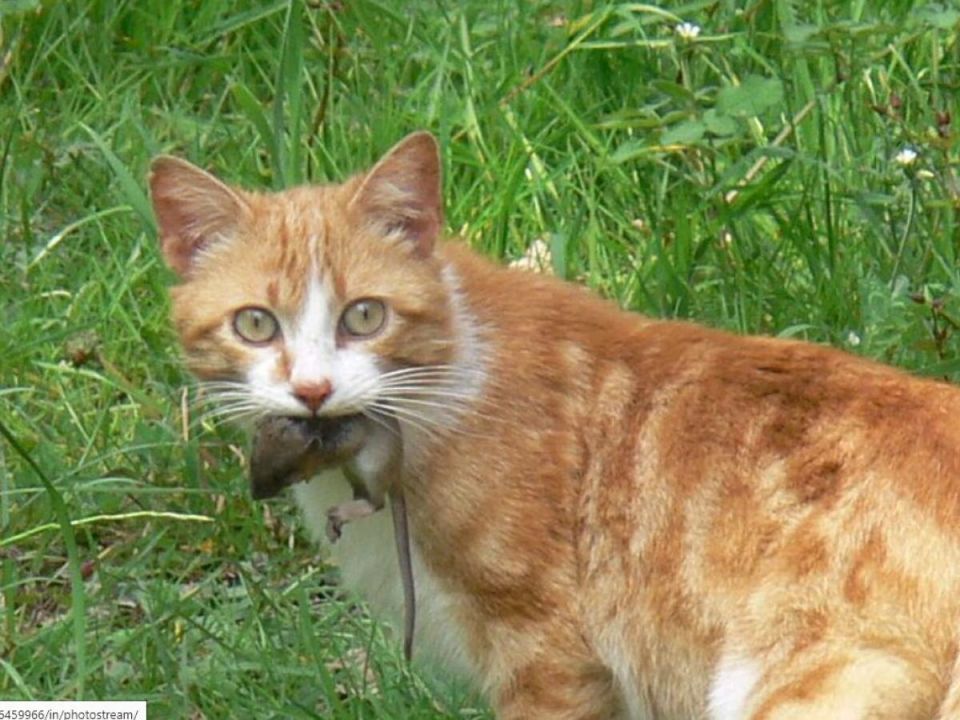 ������� �� ����: ��� ���������� �� �����, �� �������� ������