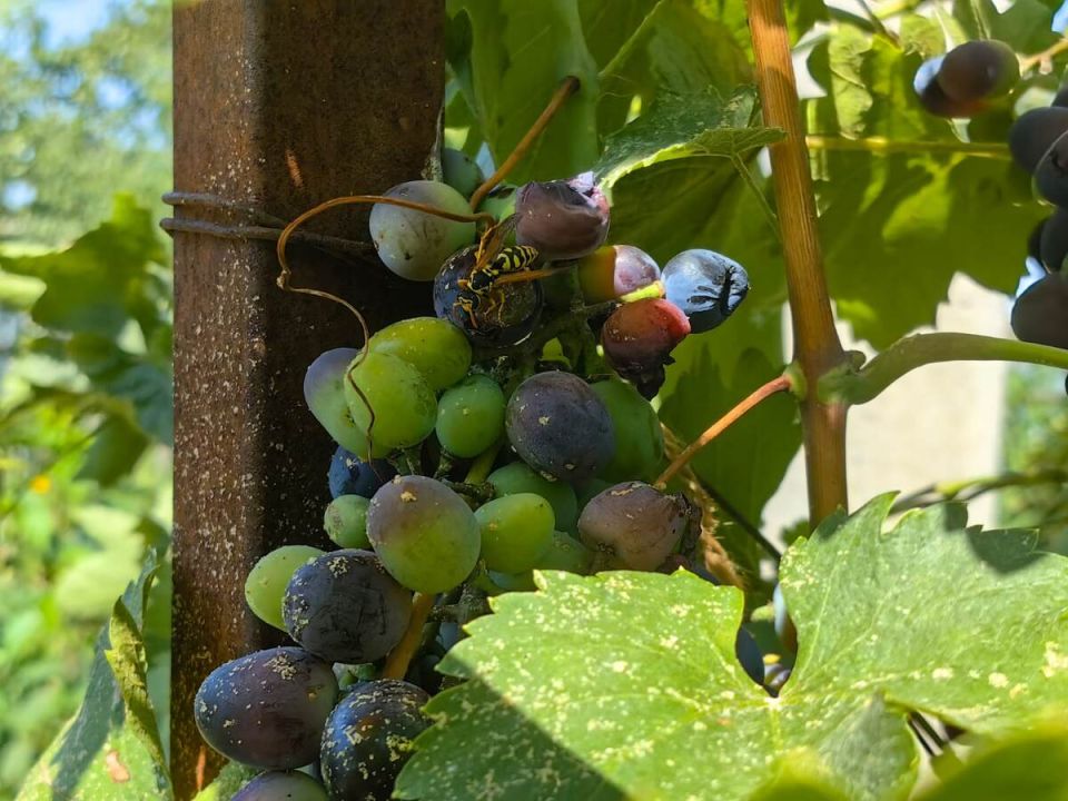 Как спасти виноградный урожай: советы по борьбе с осами и биопрепаратами