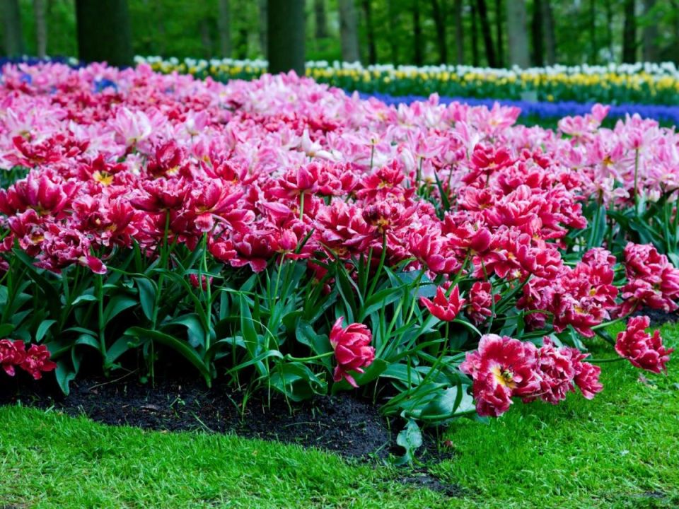 ����������� ���� ���: ���� ��� ����������� �� ������ ����