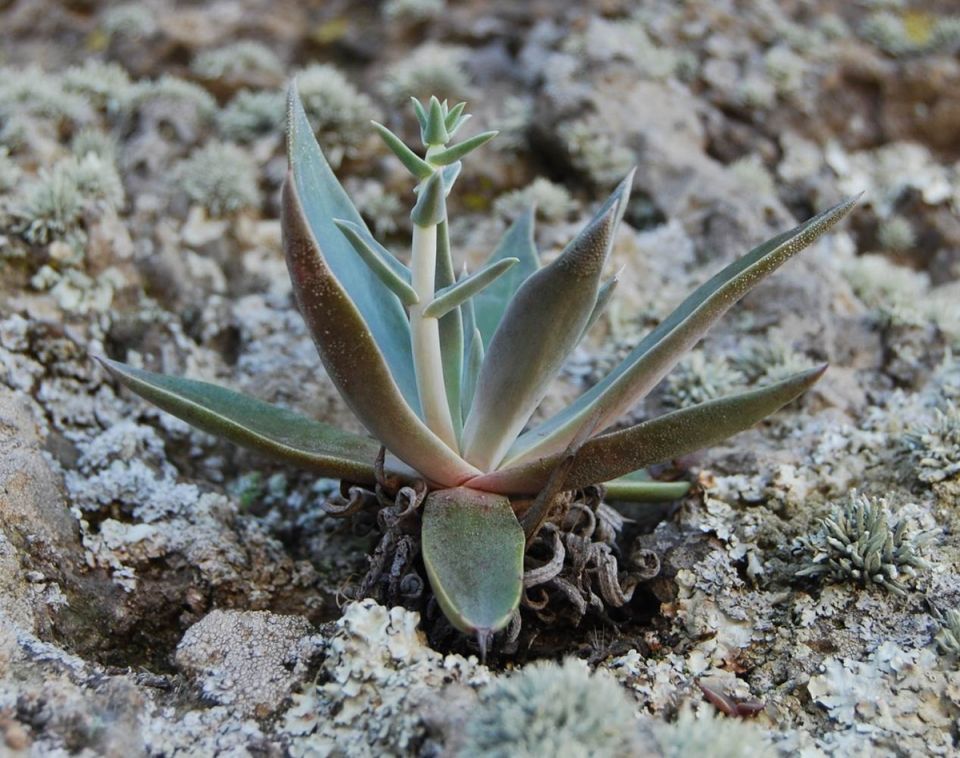 ������ ����������: ���������� ���������, ��������� �������