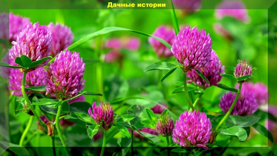Сидераты для сада: выбираем, что полезно, а что вредно