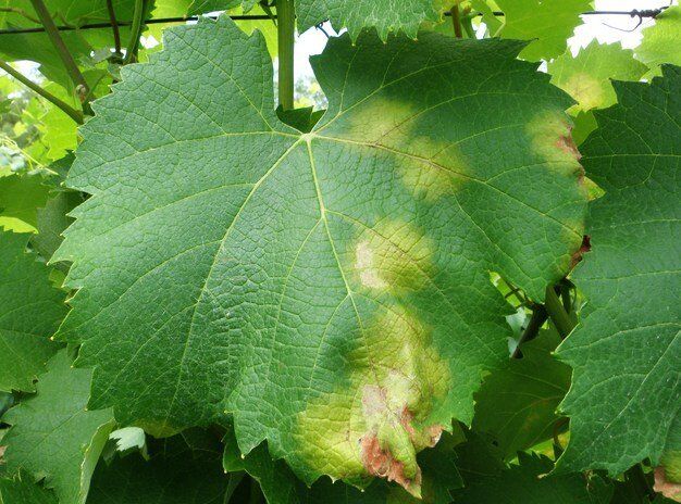 Защита винограда: противодействие распространённым болезням