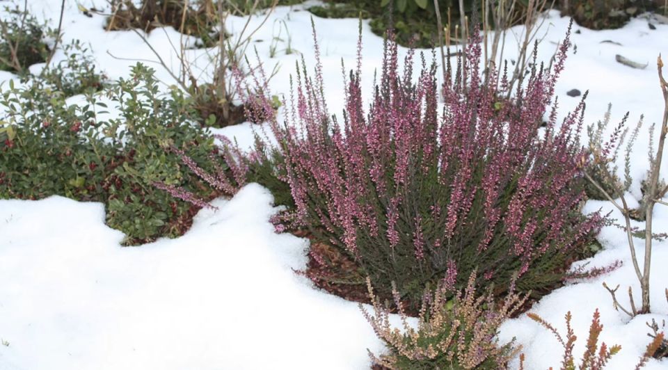 Как правильно посадить вереск: простые шаги к долгой жизни и яркому цветению