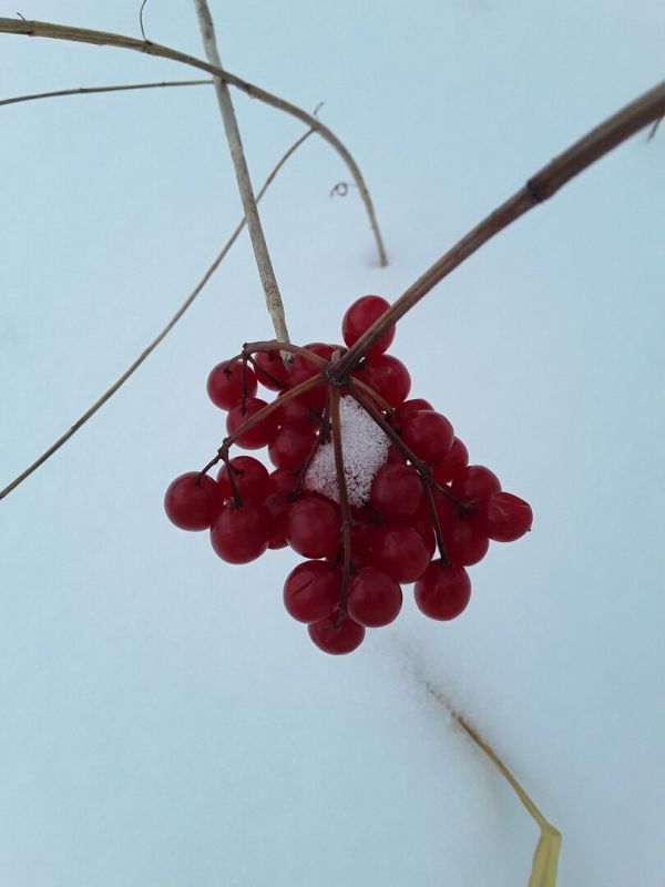 Зимнее волшебство: как снежная идиллия вдохновила на отдых за городом