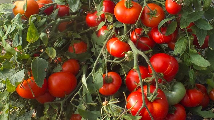 Томат «Монгол карлик»: простой и урожайный выбор для сада в 2026 году