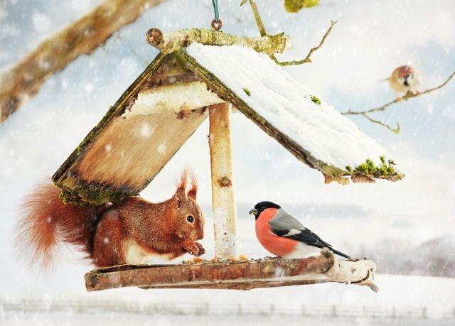 Как украсить сад для белок и птичек: простые и вкусные идеи