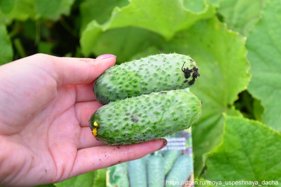 ������, ������� ��������� ������ ���������: ��� � ������� F1 ������� ������