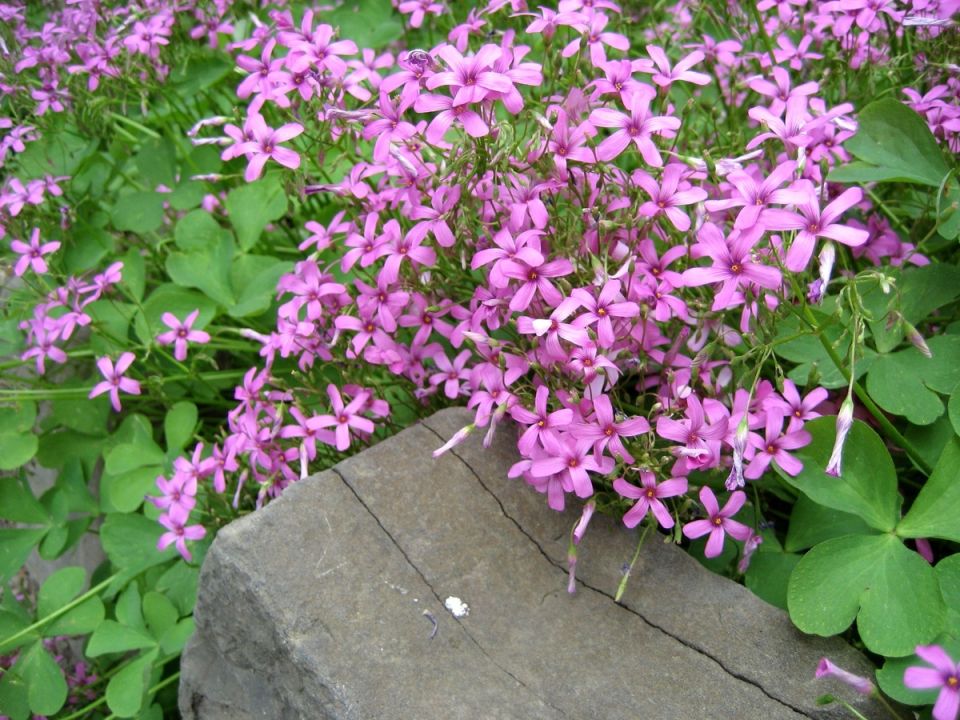 ���������� ������: ��� ������� ������������ ����� � �������� ����������� ��������