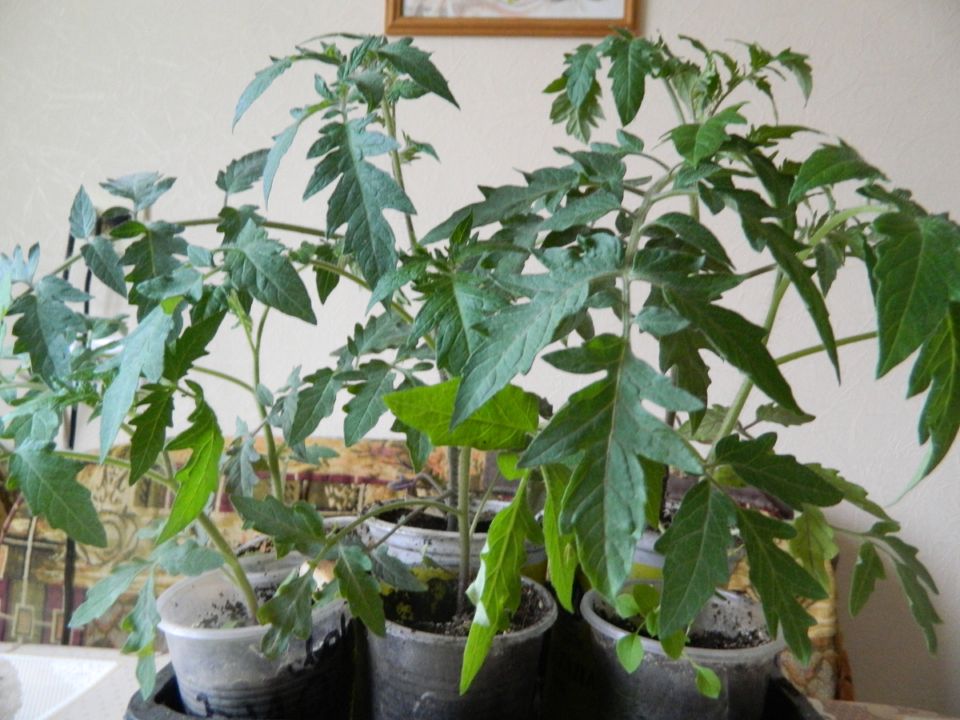 ������� �������� ������� ������� � 2026 ����: ����� � ��� ������ �� �������