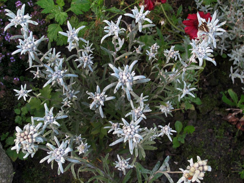 ���������: �������, ��������� � ������� �� �������