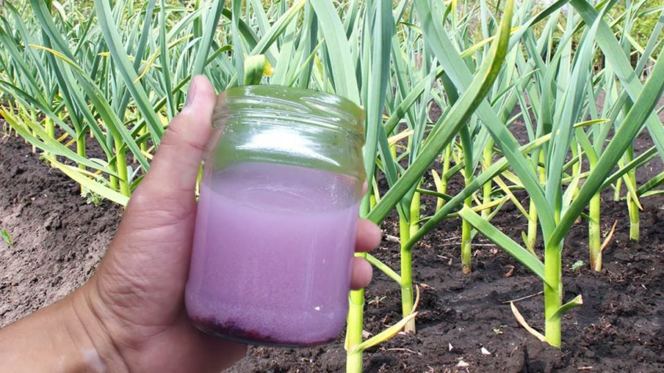 Как получить чеснок в кулак: секретная подкормка для дачников