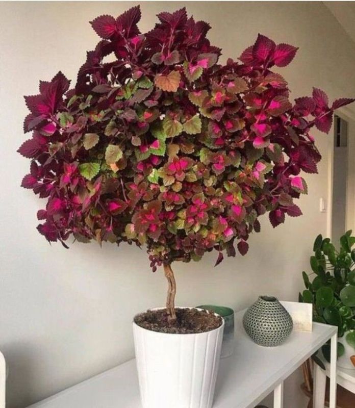 ������� � ���� ��������: ����� ����� ������ ��� ��������� ������������