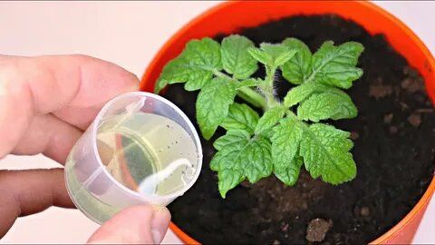 Секреты крепкой рассады: натуральные методы для роста без химии