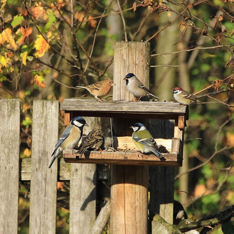 ����� ��������: �������� �� ������� � ������ ������������