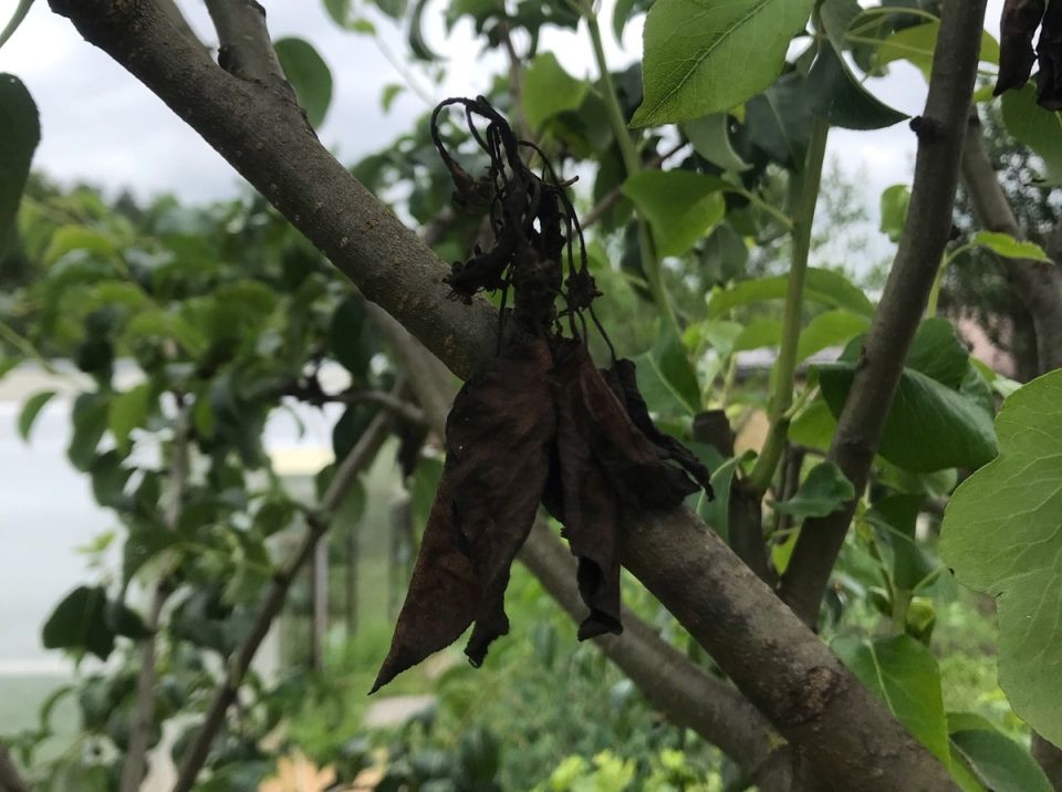 Листья яблони покрываются пятнами, темнеют, дерево погибает — эпидемия бактериального ожога