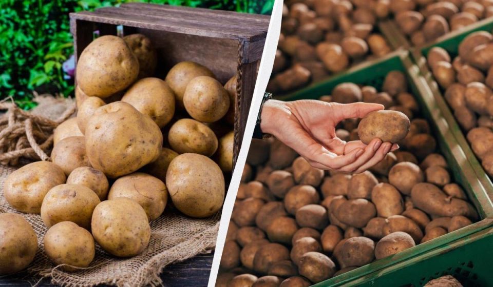 ������� ������� �������� ���������: ��� ������� ��������� ������ �� �����