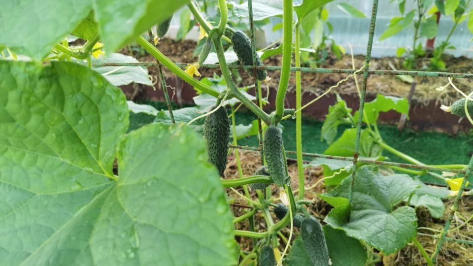 ��� ������� ����� ��������� �������� ������ ������� � ��� ����