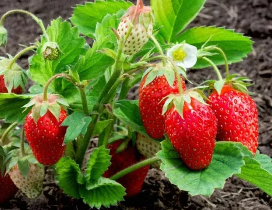 ��������� �������� ��� ������ ��������� � ��������� �����