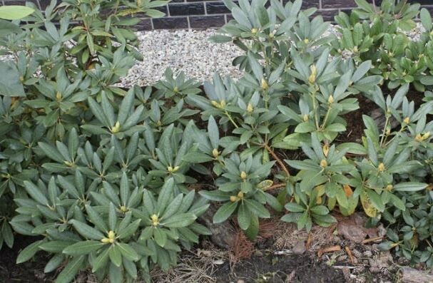 Осенняя обрезка рододендронов: как сохранить здоровье и подготовить к зиме