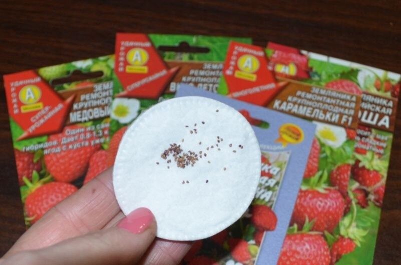 Посев клубники на рассаду: простые сроки и проверенные шаги