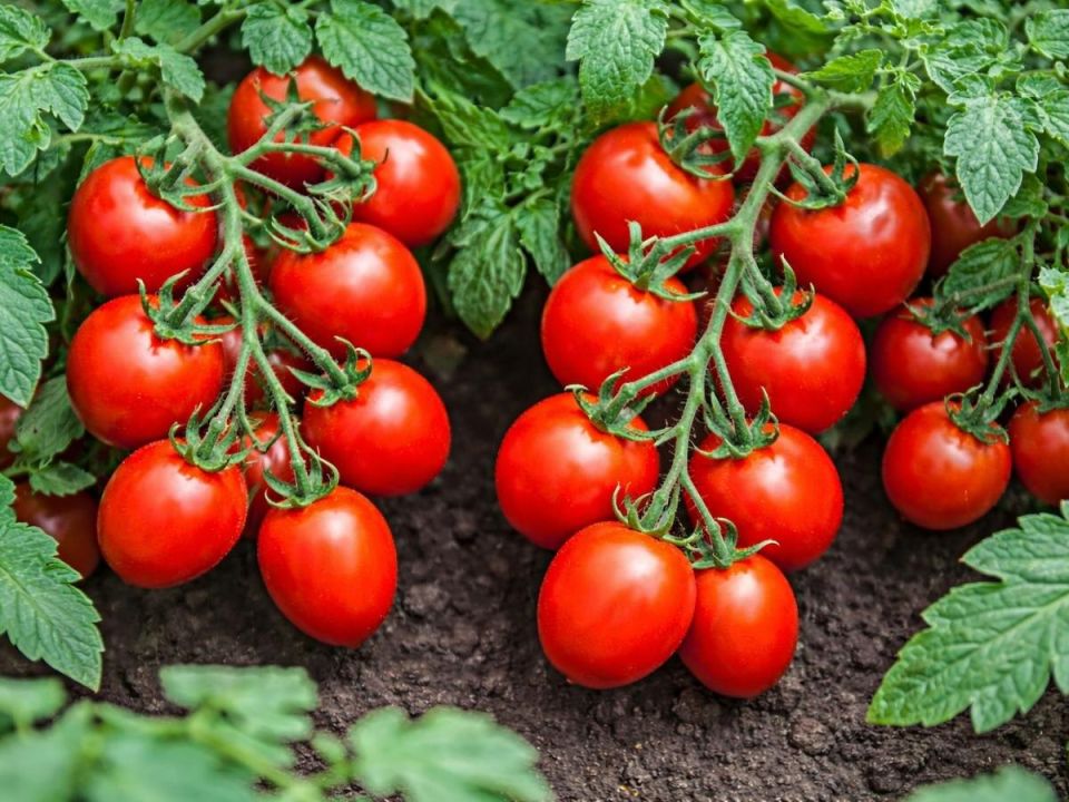 ������ ����� � �������� ������: ������ ������ ������ �� �������� ���� � ������������ ������